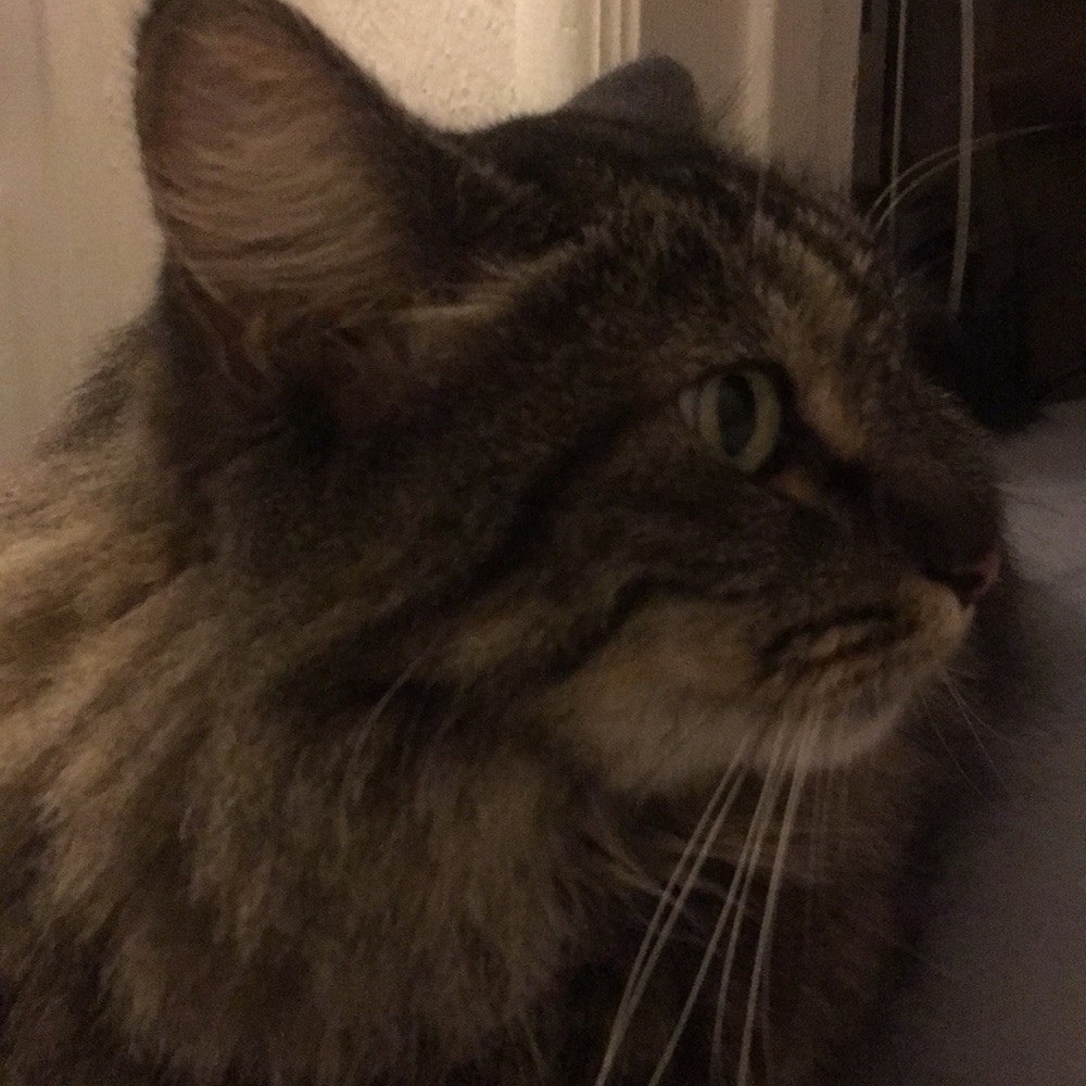 Meet your Posher, Denise